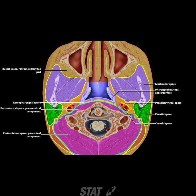 Other neck spaces:Parapharyngeal space | RANZCRPart1 Wiki ... parts tree diagram of a cookie 