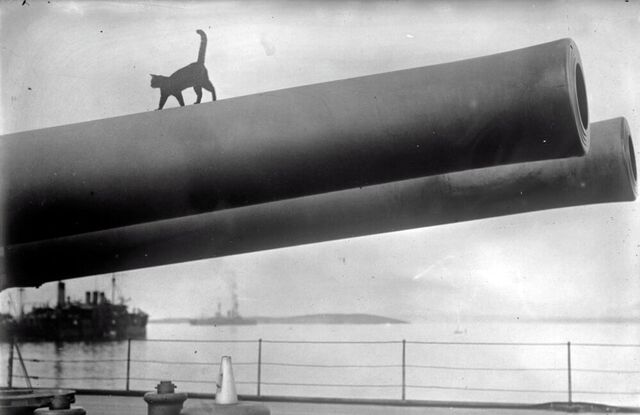 File:Catsbattleship.jpg