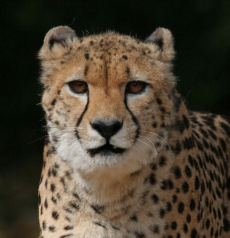 File:Cheetah1.jpg