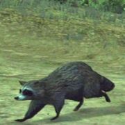 Mapache.jpg
