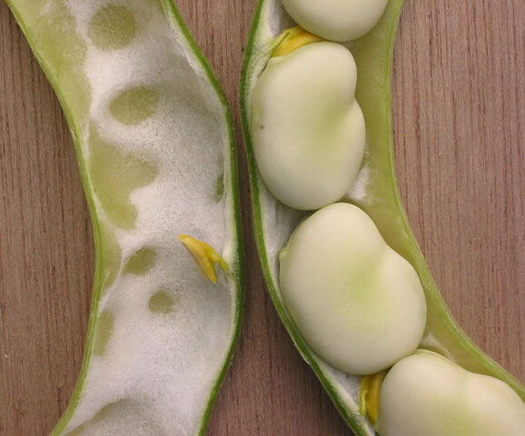Bestand:Tuinboonpeul.jpg