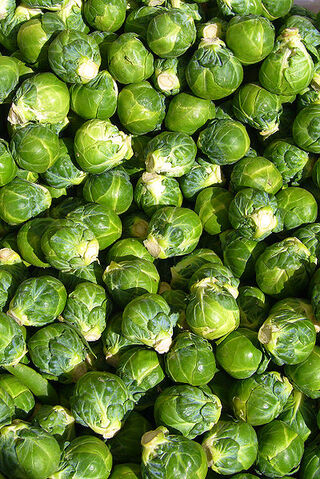 Bestand:Spruitjes.jpg