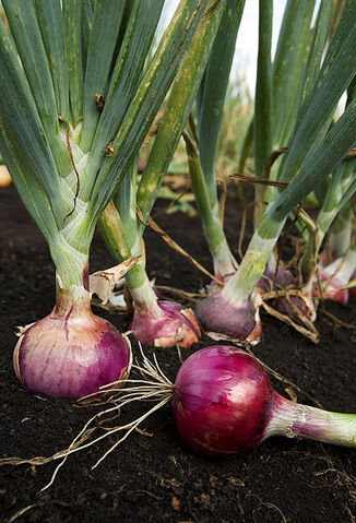 File:Red onion.jpg