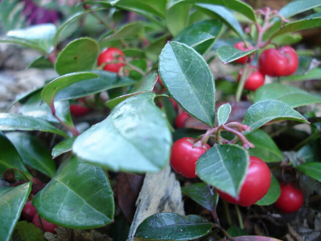 File:Gaultheria procumbens.jpg