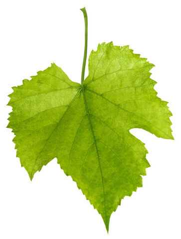 File:Grape leaf.jpg