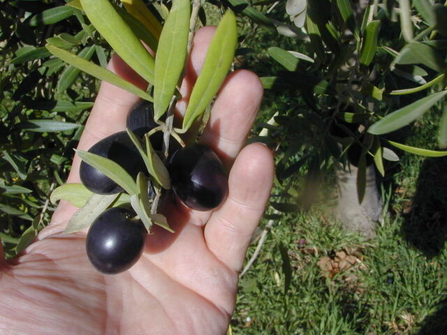 File:FrantoioOlive.jpg