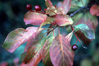 Chokecherry.jpg