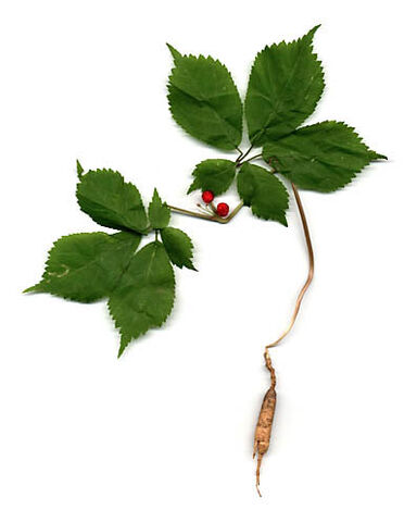 File:Ginseng.jpg