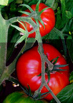 Tomatovine