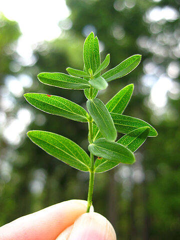 File:St johns wort.jpg
