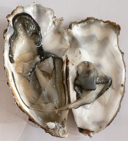 File:Gigas oyster.jpg