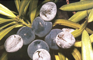 Illawarra plum tree-beale