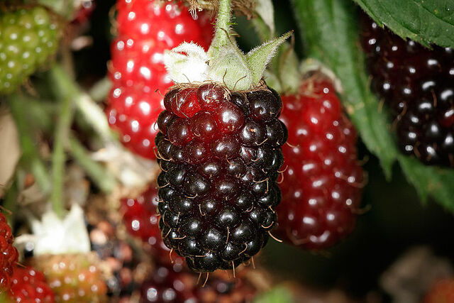 File:Boysenberry.jpg