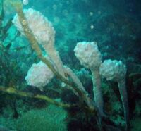 Seasquirt