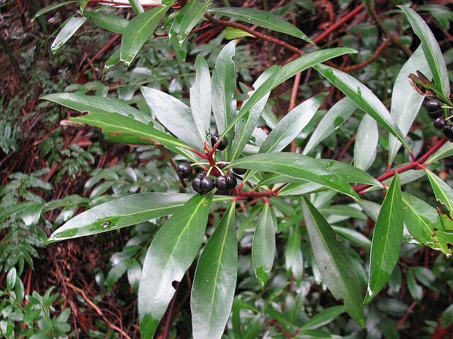 File:Mountain pepper.jpg