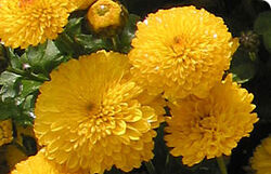 Chrysanthemum