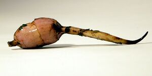 Arrowhead tuber