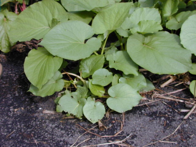File:Hoja santa.jpg