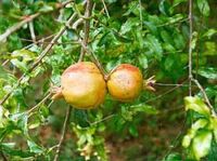 Pomegranate