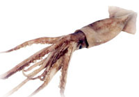 File:Calamar.jpg