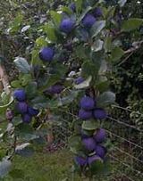 File:Damson.jpg