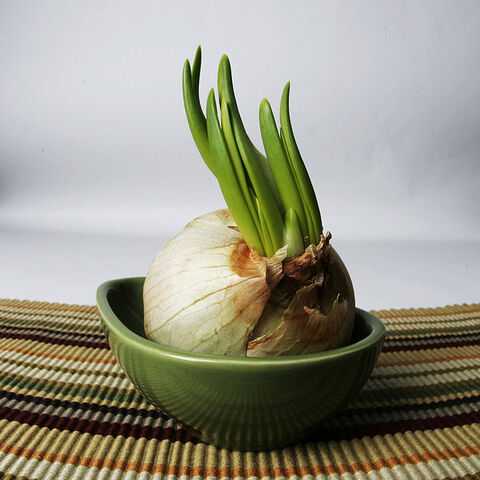 File:600px-Garlic growing.jpg
