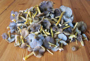 Ymushroom