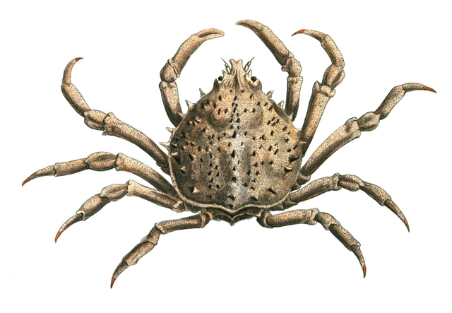 File:Spider crab.png