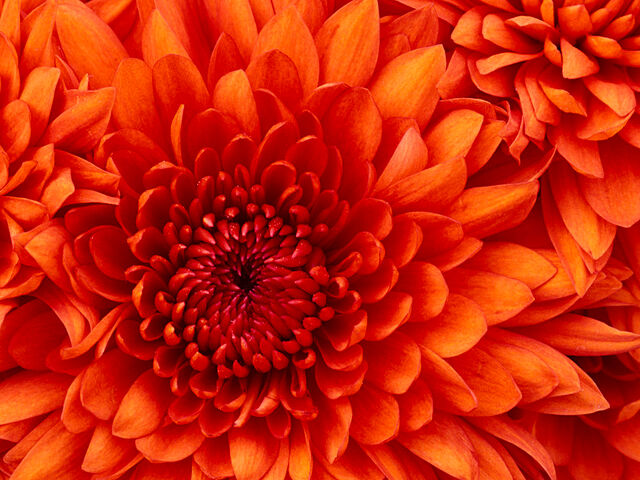 File:MY PRECIOUS FLOWER.jpg