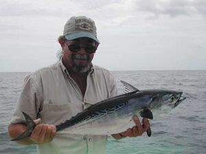 Bonito