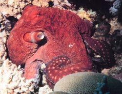 Octopus