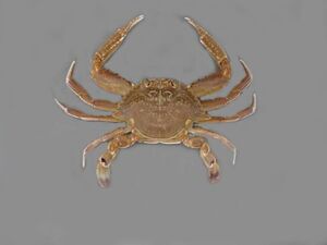 StoneCrab