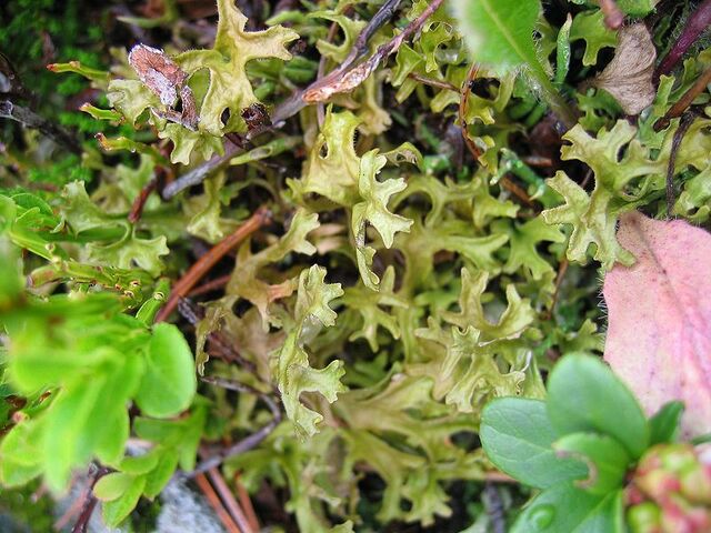 File:Iceland moss.jpg