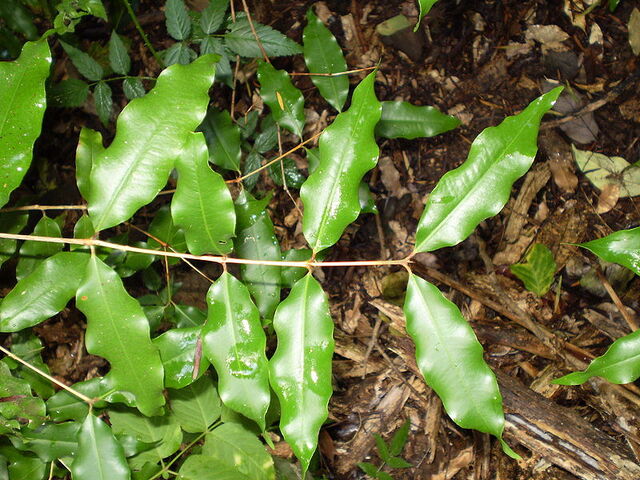 File:Aniseed myrtle.jpg