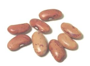 Bayo bean