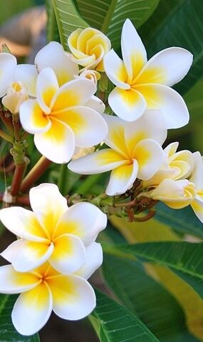 File:Flower.jpg