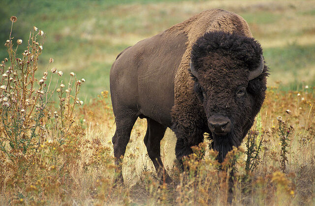 File:American bison.jpg