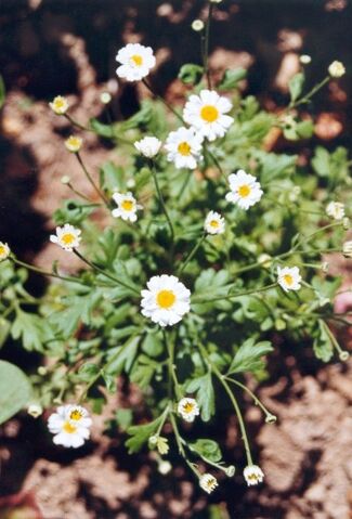 File:Camomille.jpg