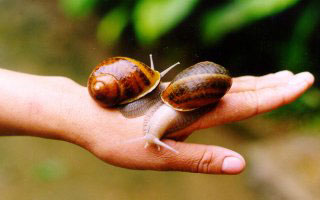 File:Caracoles.jpg