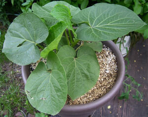Kava leaf