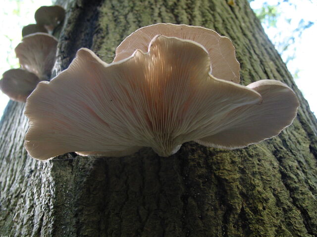 File:Pleurotus mushroom.jpg