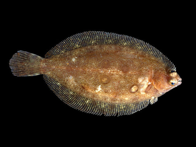 File:Lemon sole.jpg