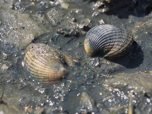 Cockle