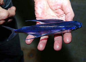 FlyingFish