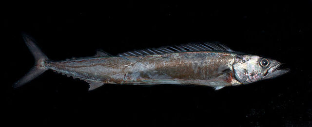 File:Snoek.jpg