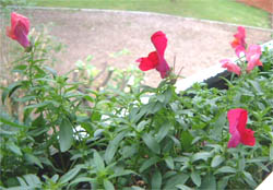 Snapdragon