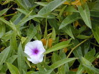 Wspinach
