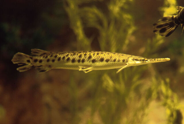 File:Garpike.jpg