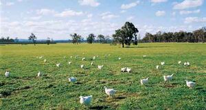 FreeRangeChicken