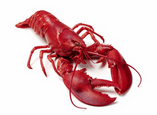 File:Boiled lobster.jpg